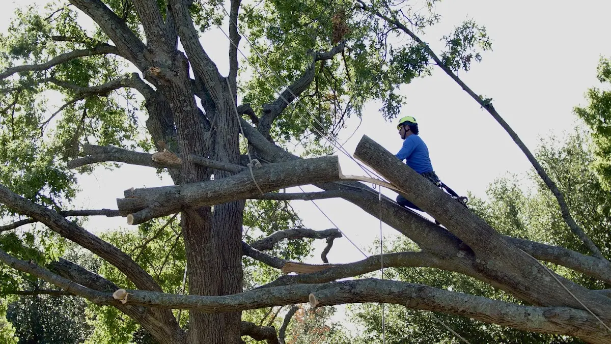 Professional Crown Thinning performed by certified arborists in Merritt