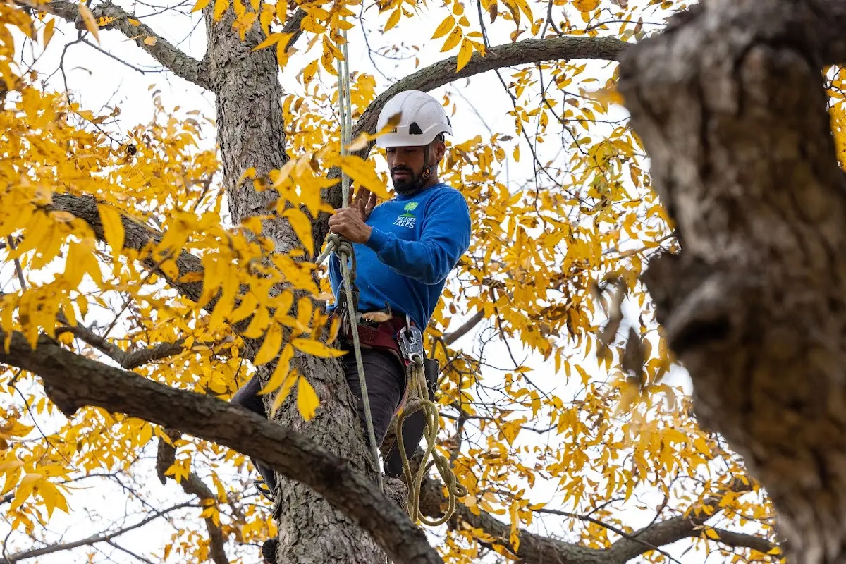 Skilled Tree Pruning crew working in Merritt